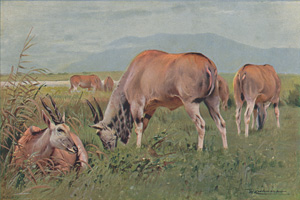 Eland